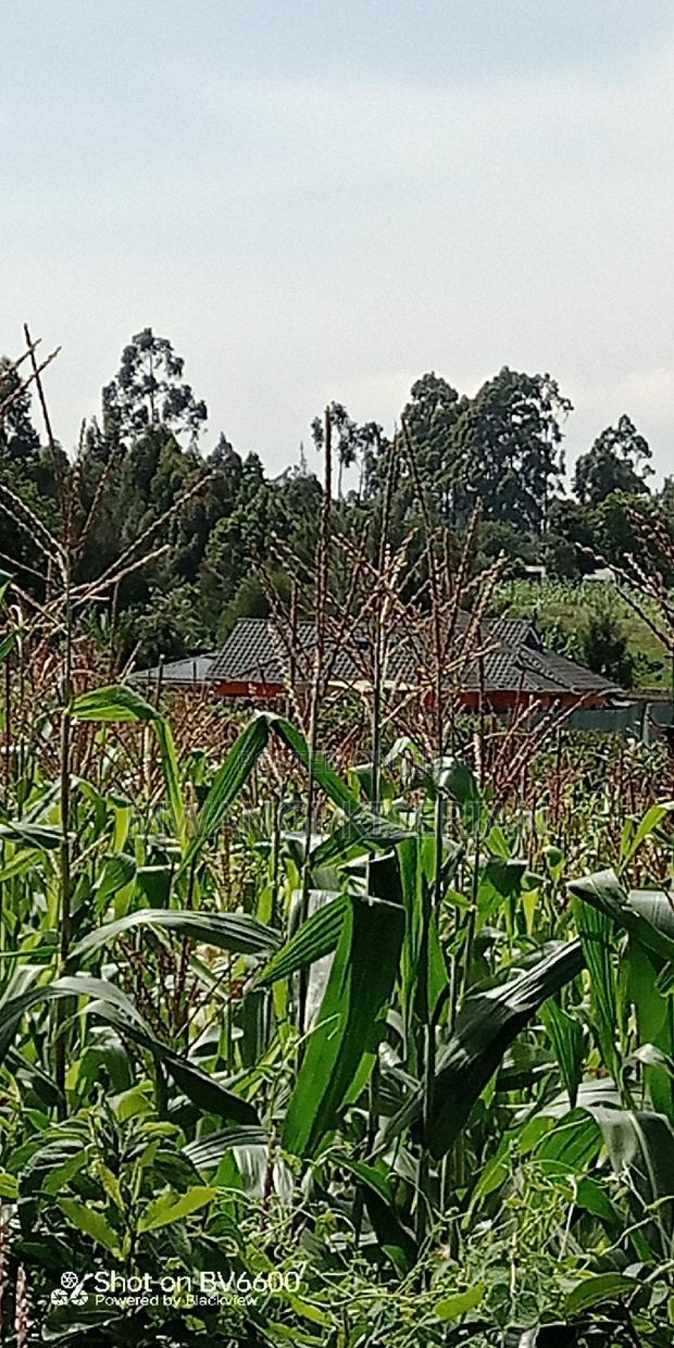 Plot for Sale in Gikambura Kikuyu