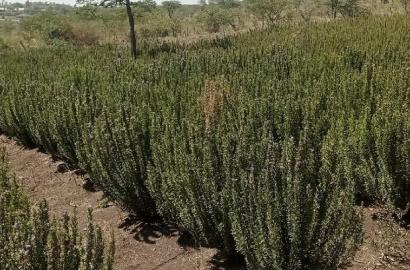 2acres in Kiserian for Quick Sale