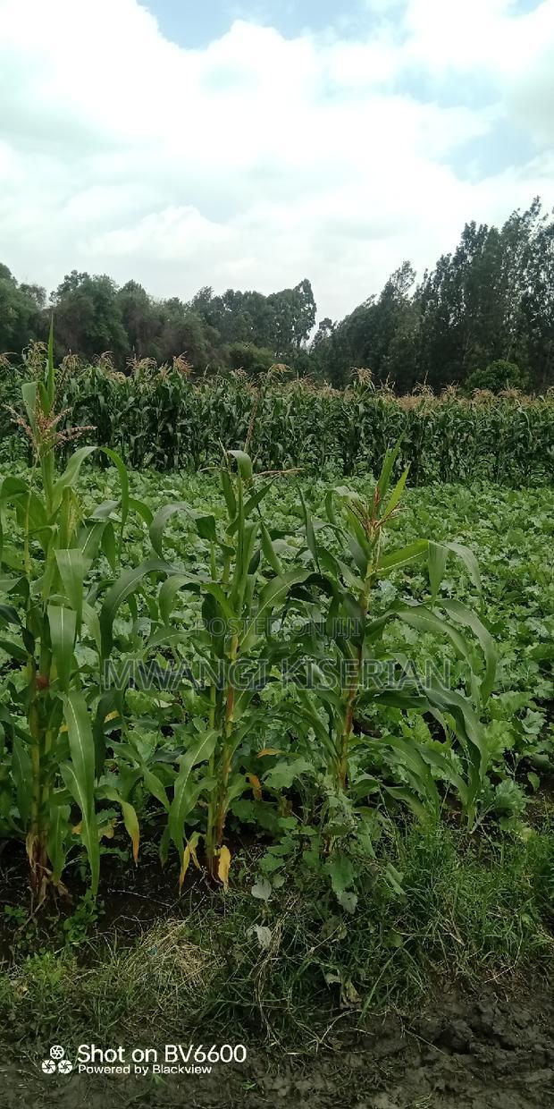 Half an Acre in Kiserian