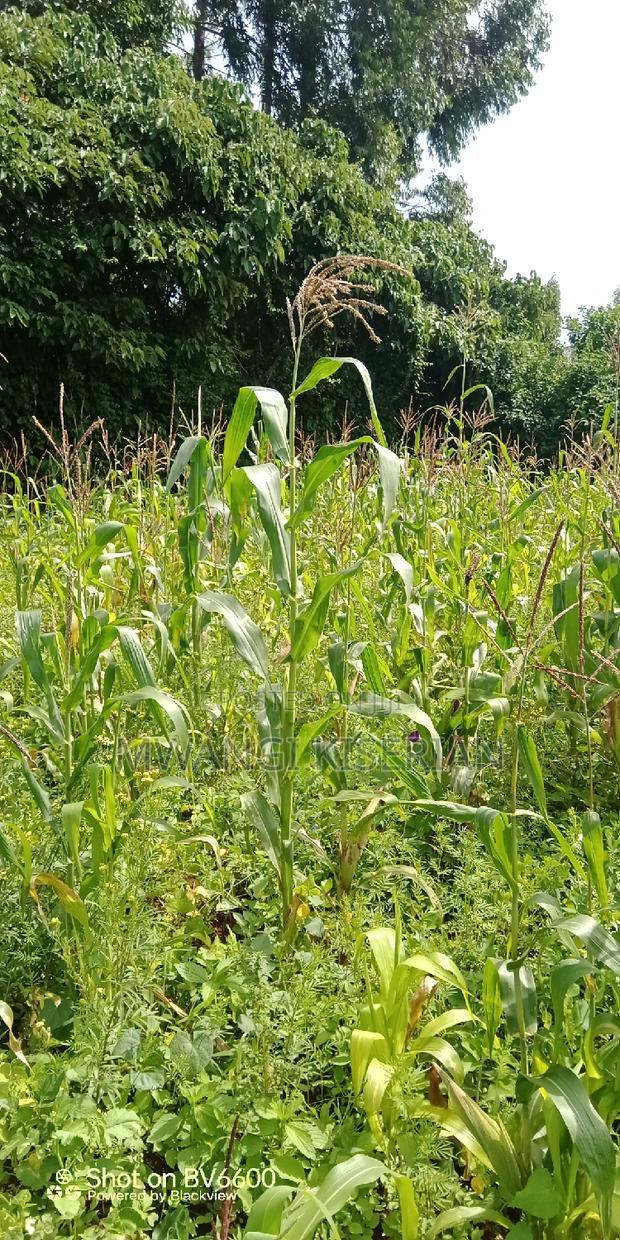 Plot for Sale in Gikambura Kikuyu