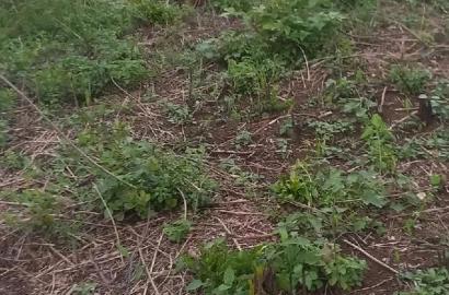 Alego Upanda Land for Farming.