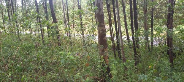 Gem Komuok 17 Acres