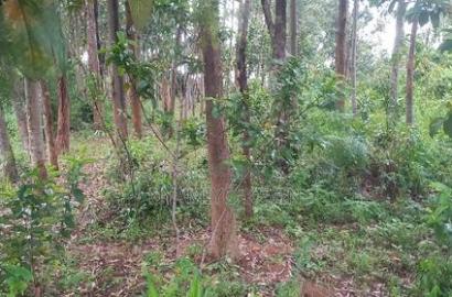 Gem Komuok 17 Acres