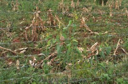 Behind Akala Catholic Church.