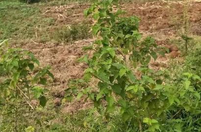 Bondo University Plot for Sale.
