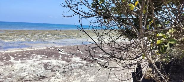 4 Acres Beach 1 in Diani at 46m