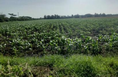 50 Acres for Sale in Kabarak Nakuru