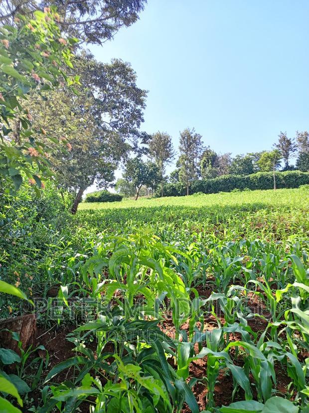Prime 1/2 Acre on Sale, Thome 1