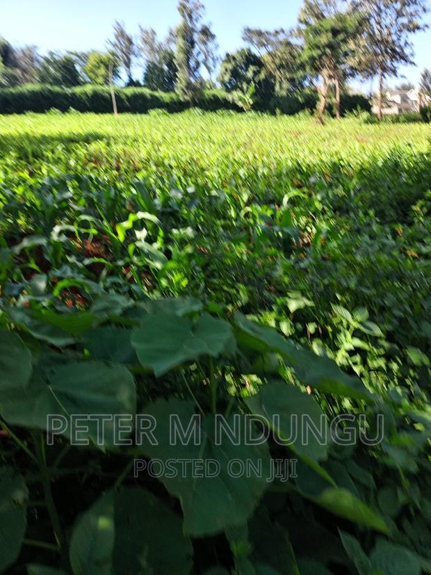 Prime 1/2 Acre on Sale, Thome 1