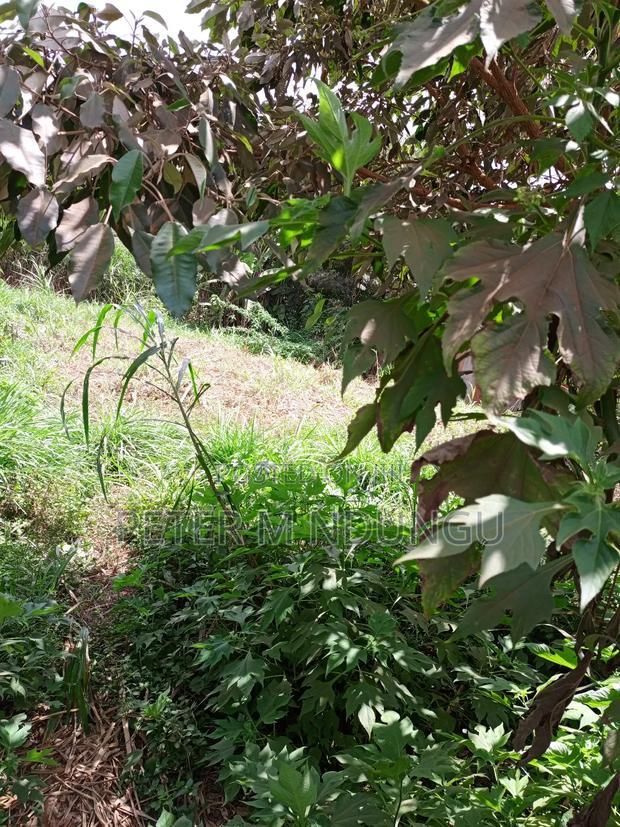 Kiamumbi Pime 100*100, Title
