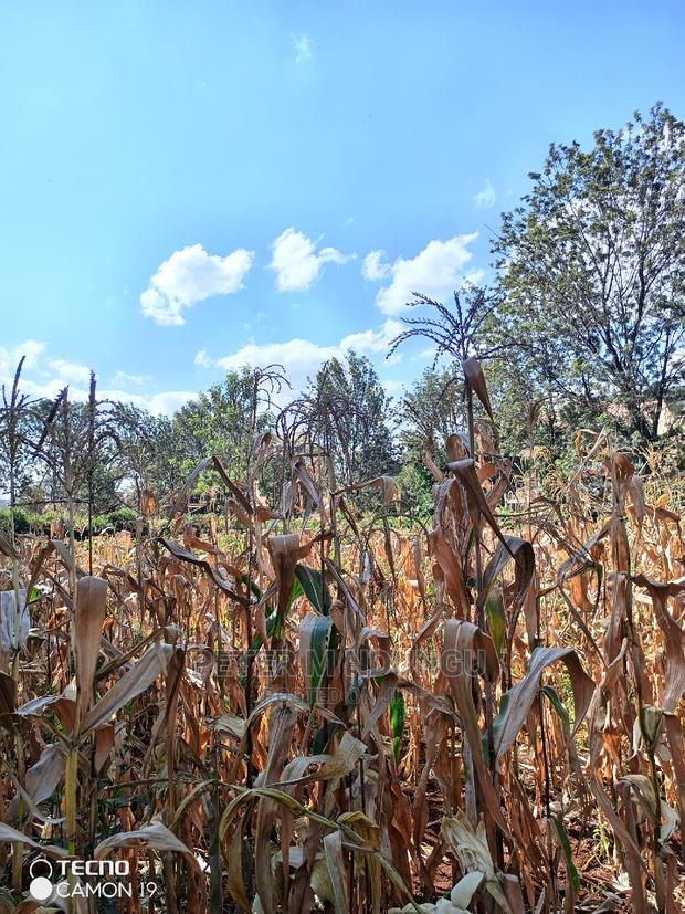 Prime Thindigua Plot 0.75ac