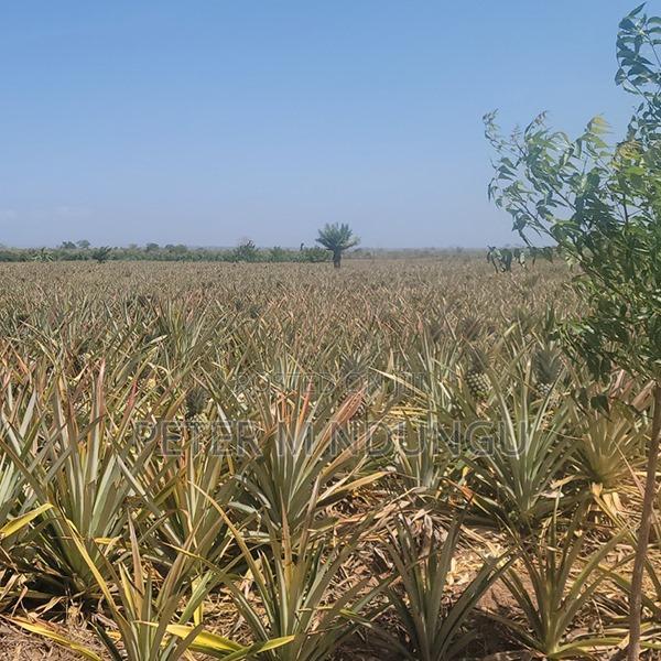 Malindi Land On Sale