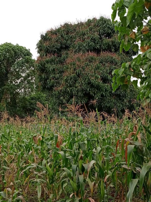 Prime Land on Sale 1/4 Acre Ruaka