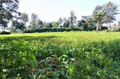 Prime 1/2 Acre on Sale, Thome 1