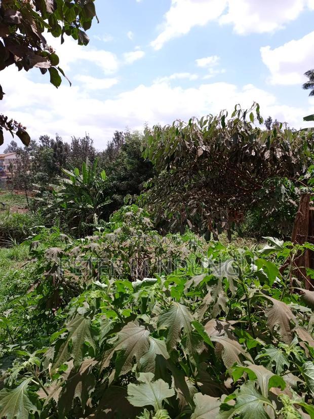 Kiamumbi Pime 100*100, Title