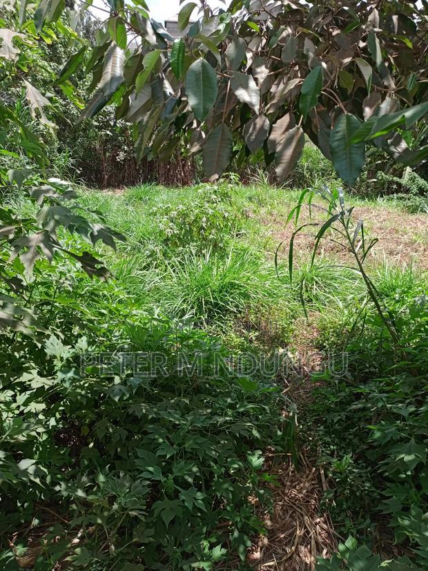 Kiamumbi Pime 100*100, Title