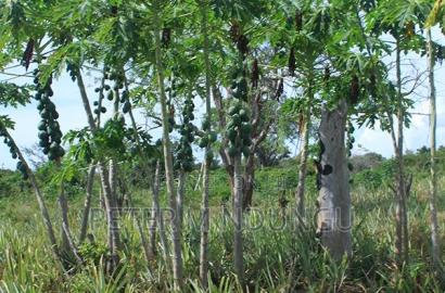Malindi Land On Sale