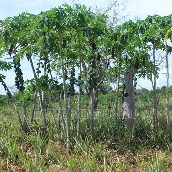 Malindi Land On Sale