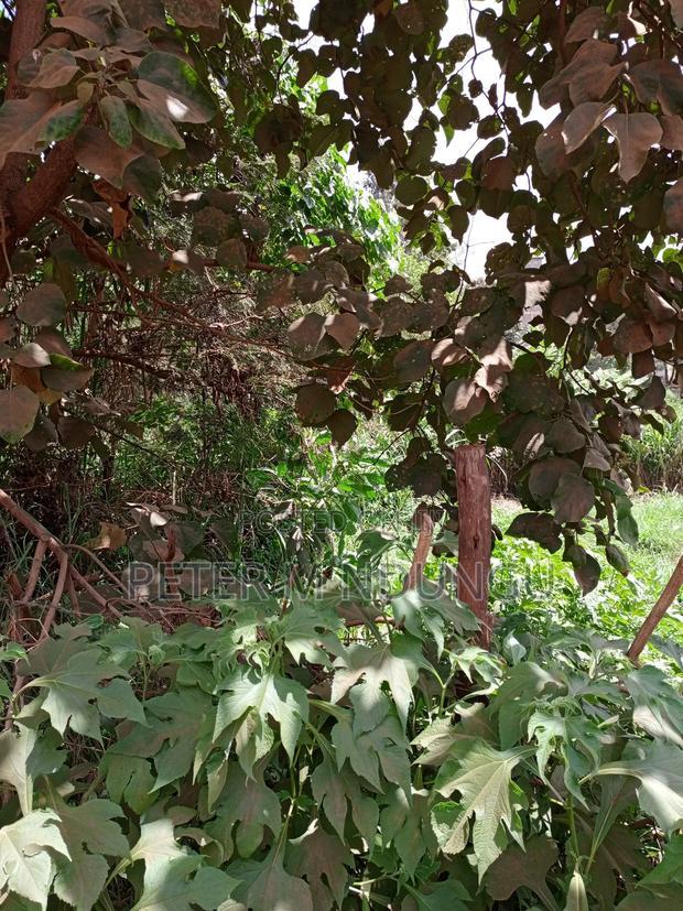 Kiamumbi Pime 100*100, Title