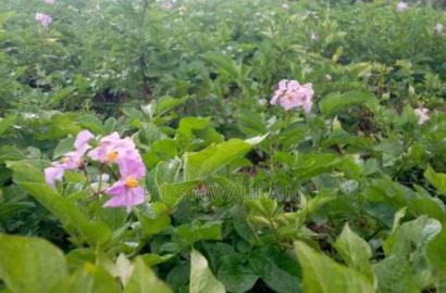 1acre Land at Nyandarua Milangine at 1.6m Red Soil Fertile Farm