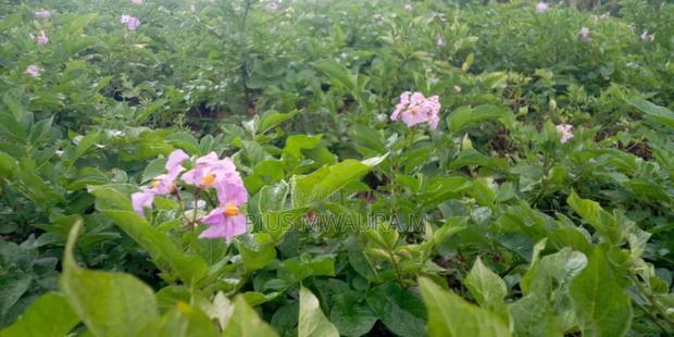 1acre Land at Nyandarua Milangine at 1.6m Red Soil Fertile Farm
