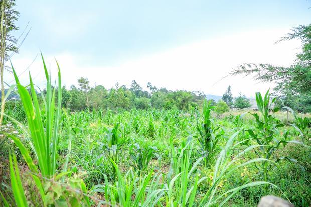 Prime Residential Plot For Sale In Kikuyu, Kamangu