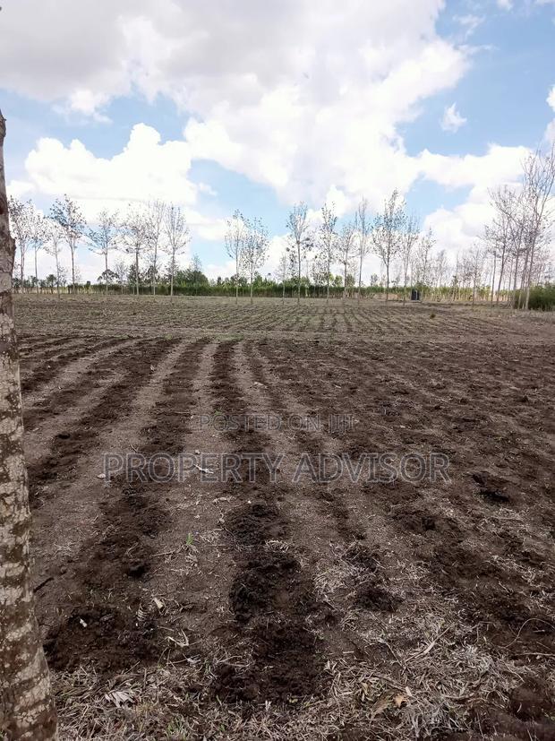 Mugunda for Sale in Kitengela. All Kikuyus Are Relocating.