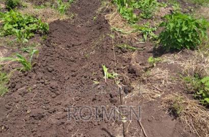 2 Acres With a Borehole.