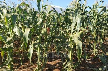 20 Acres Loitoktok Entonet Area.