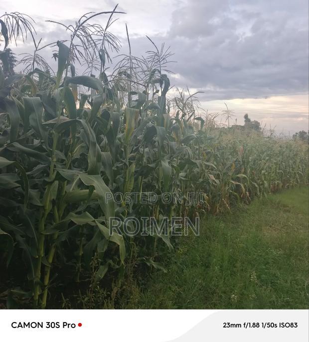 20 Acres Loitoktok Entonet Area.