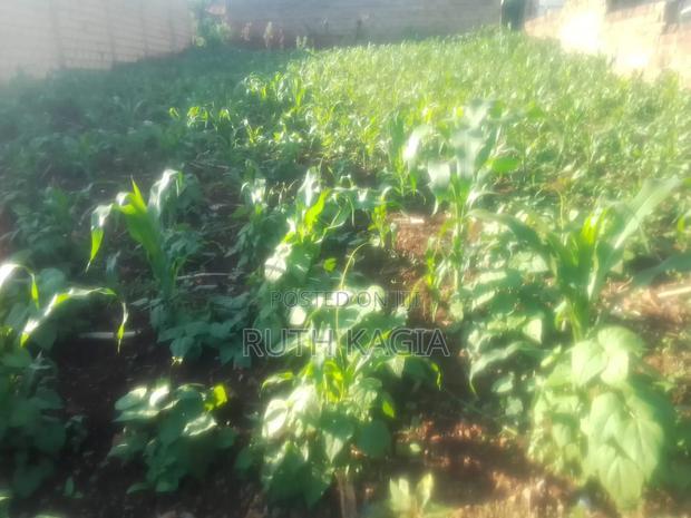 A 50 by 100 Plot for Sale.