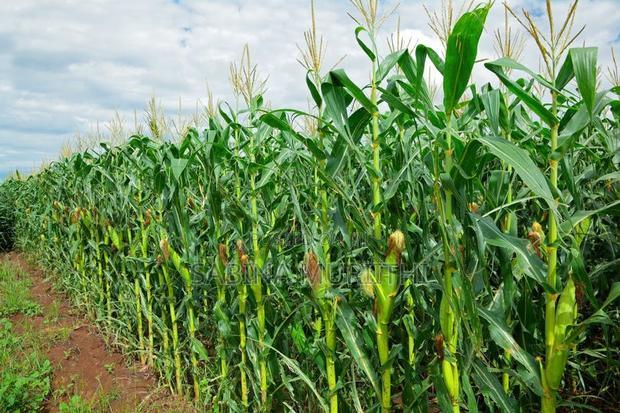 Prime Fertile Land