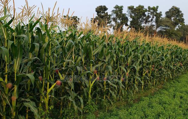 Prime Fertile Land
