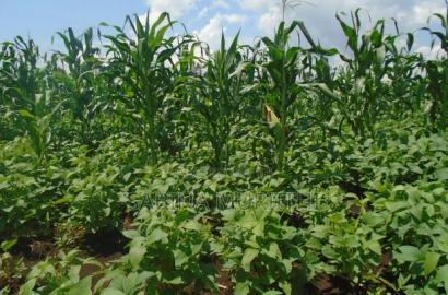 Prime Fertile Land
