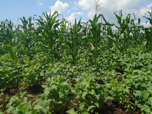 Prime Fertile Land