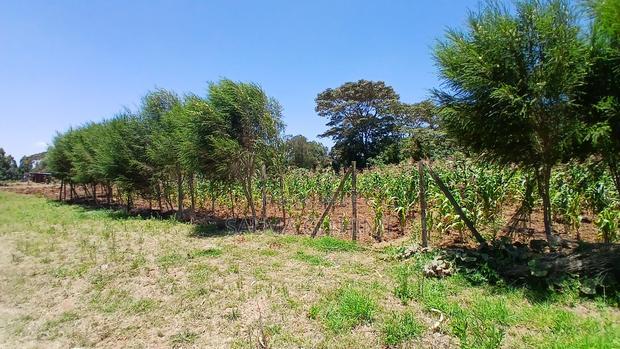 Prime by 100 by 100ft Plot for Sale in Kikuyu,Kamangu