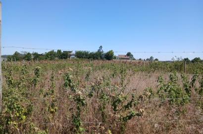 Prime 50 by 100ft Plot Fr Sale in Kikuyu,Rosegate