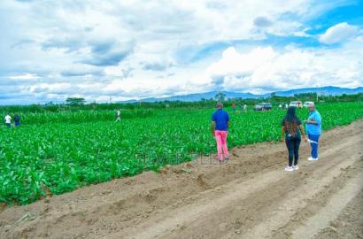 Success Gardens - Nakuru