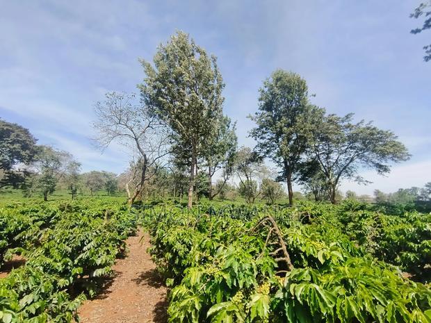 400 Acres of Coffee Farm for Sale - Kiambu, Near Tatu City