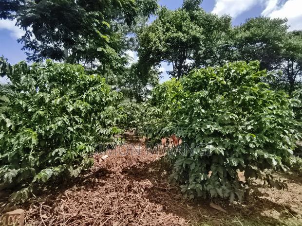 546 Acres Coffee Farm on Sale at Ruiru Kiambu County at 20M