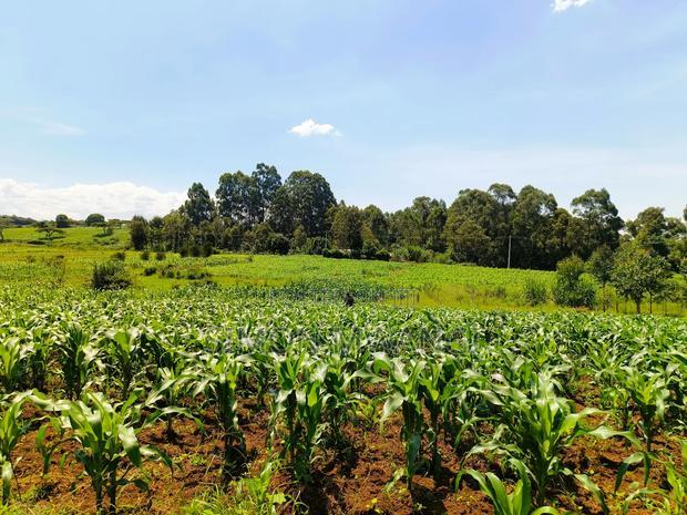 40*80 Residential Plot on Sale at Kiambu Anmer
