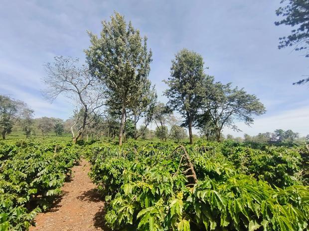 400 Acres of Coffee Farm for Sale - Kiambu, Near Tatu City