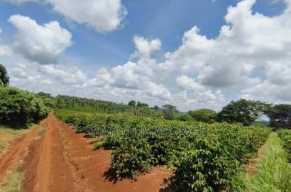 546acres Coffee Farm on Sale at Ruiru Kiambu at 20M Per Acre