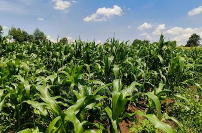 Residential Plot on Sale at Kiambu Anmer