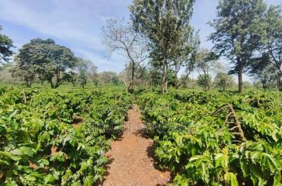 400 Acres of Coffee Farm for Sale - Kiambu, Near Tatu City