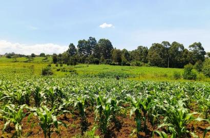 40*80 Residential Plot on Sale at Kiambu Anmer