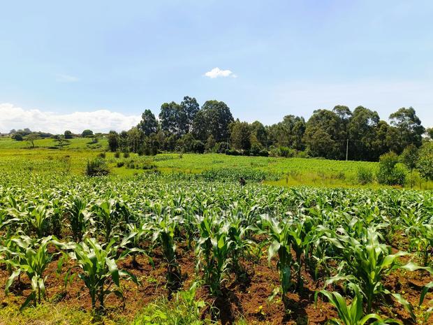 40*80 Residential Plot on Sale at Kiambu Anmer