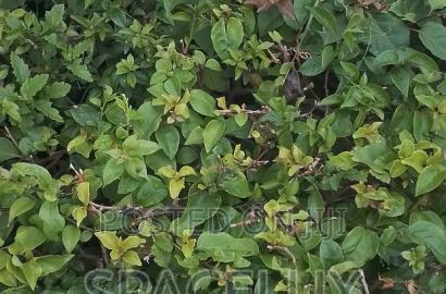 1 Acre Westlands Prime Land