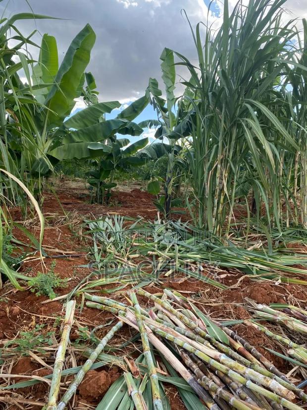 Prime Land Ruiru Prison 17 Acres