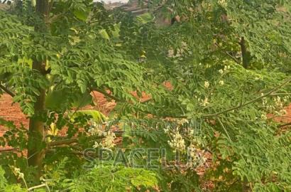 Prime Land Ruiru Prison 17 Acres